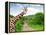 Giraffes in Kruger Park South Africa-jaroslava V-Framed Premier Image Canvas