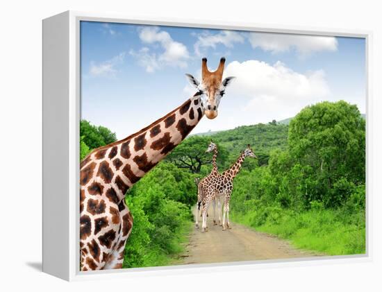 Giraffes in Kruger Park South Africa-jaroslava V-Framed Premier Image Canvas