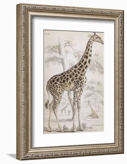 Giraffes in North Africa-null-Framed Photographic Print