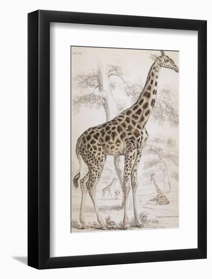 Giraffes in North Africa-null-Framed Photographic Print