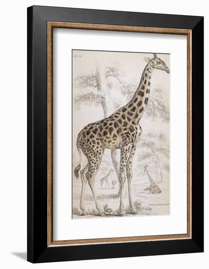 Giraffes in North Africa-null-Framed Photographic Print