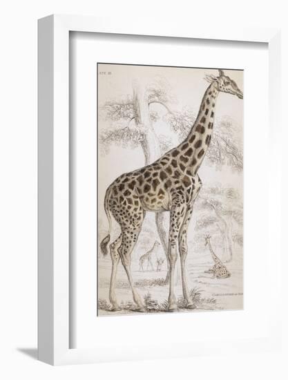 Giraffes in North Africa-null-Framed Photographic Print