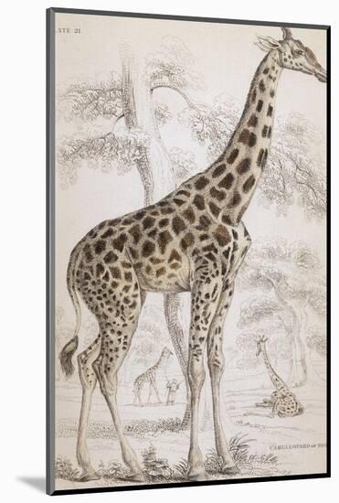 Giraffes in North Africa-null-Mounted Photographic Print