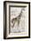 Giraffes in North Africa-null-Framed Photographic Print