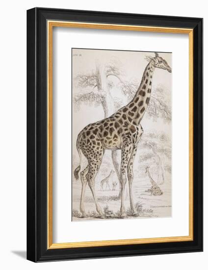 Giraffes in North Africa-null-Framed Photographic Print