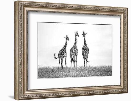 Giraffes in the Mara plains-Xavier Ortega-Framed Photographic Print