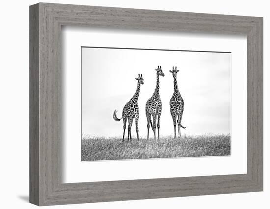 Giraffes in the Mara plains-Xavier Ortega-Framed Photographic Print