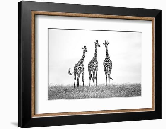 Giraffes in the Mara plains-Xavier Ortega-Framed Photographic Print