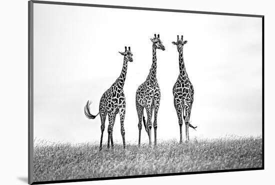 Giraffes in the Mara plains-Xavier Ortega-Mounted Photographic Print