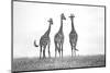 Giraffes in the Mara plains-Xavier Ortega-Mounted Photographic Print