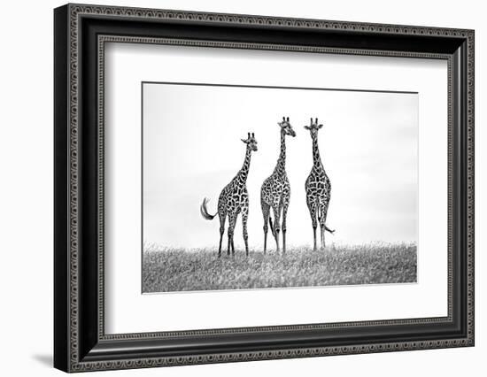 Giraffes in the Mara plains-Xavier Ortega-Framed Photographic Print