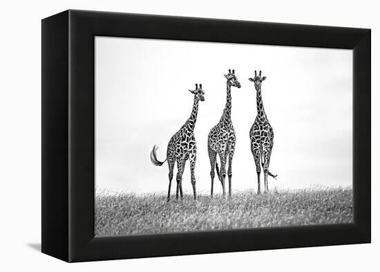 Giraffes in the Mara plains-Xavier Ortega-Framed Premier Image Canvas