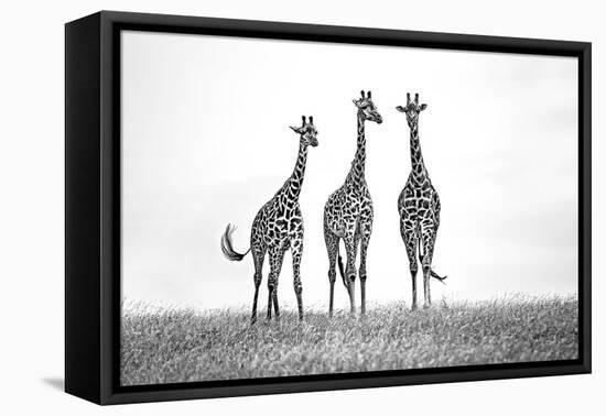 Giraffes in the Mara plains-Xavier Ortega-Framed Premier Image Canvas
