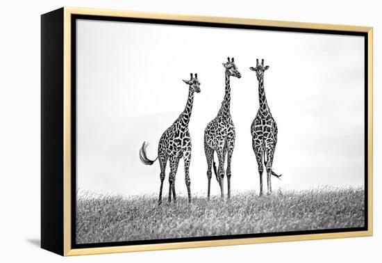 Giraffes in the Mara plains-Xavier Ortega-Framed Premier Image Canvas