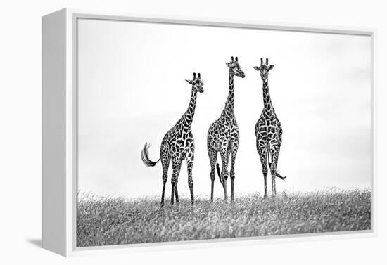 Giraffes in the Mara plains-Xavier Ortega-Framed Premier Image Canvas