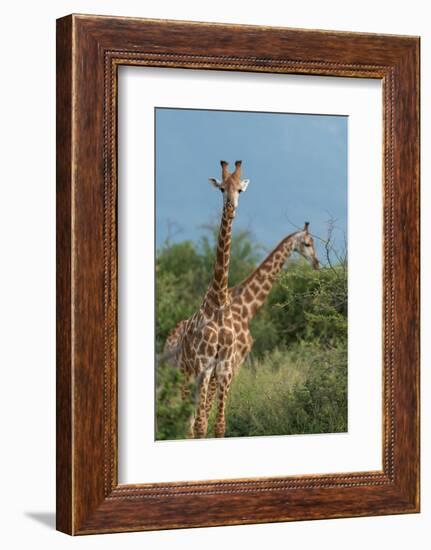 Giraffes, Marataba, Marakele National Park-Ben Pipe-Framed Photographic Print