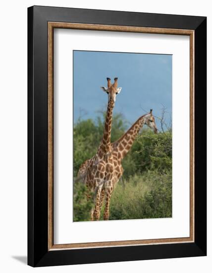 Giraffes, Marataba, Marakele National Park-Ben Pipe-Framed Photographic Print