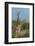 Giraffes, Marataba, Marakele National Park-Ben Pipe-Framed Photographic Print