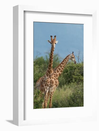 Giraffes, Marataba, Marakele National Park-Ben Pipe-Framed Photographic Print