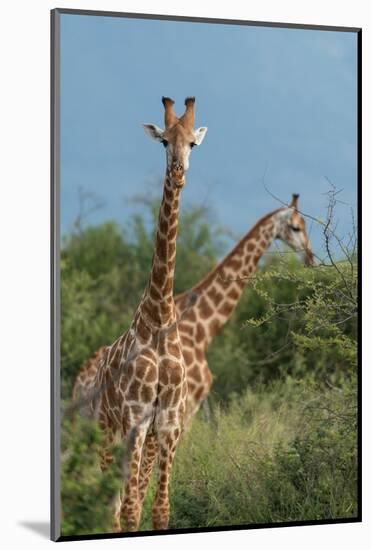 Giraffes, Marataba, Marakele National Park-Ben Pipe-Mounted Photographic Print