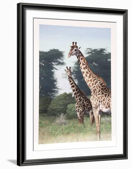 Giraffes of Manyara from the Artist's Africa Portfolio-Dennis Curry-Framed Collectable Print