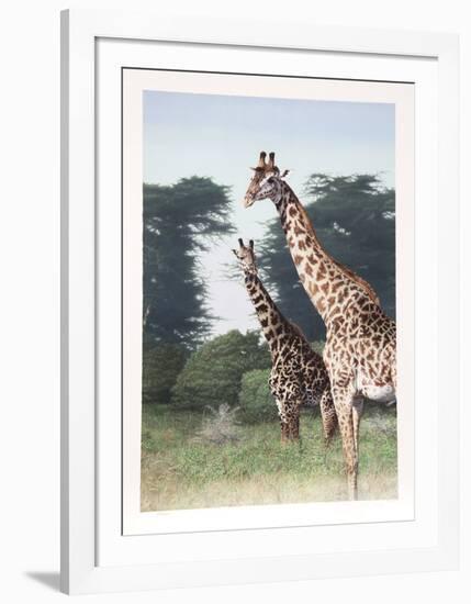 Giraffes of Manyara from the Artist's Africa Portfolio-Dennis Curry-Framed Collectable Print