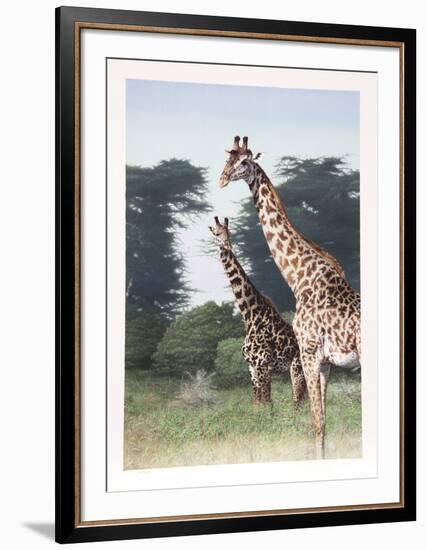 Giraffes of Manyara from the Artist's Africa Portfolio-Dennis Curry-Framed Collectable Print