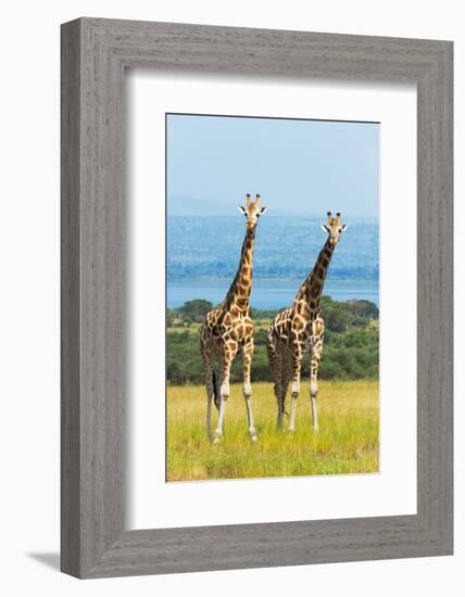 Giraffes on the savanna, Murchison Falls National park, Uganda-Keren Su-Framed Photographic Print