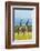 Giraffes on the savanna, Murchison Falls National park, Uganda-Keren Su-Framed Photographic Print