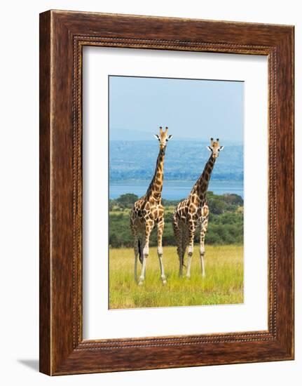 Giraffes on the savanna, Murchison Falls National park, Uganda-Keren Su-Framed Photographic Print