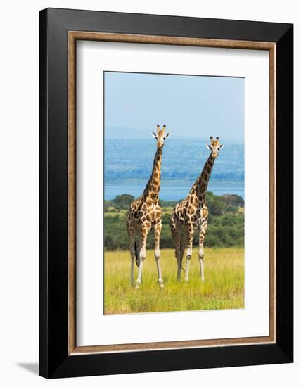 Giraffes on the savanna, Murchison Falls National park, Uganda-Keren Su-Framed Photographic Print