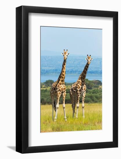 Giraffes on the savanna, Murchison Falls National park, Uganda-Keren Su-Framed Photographic Print