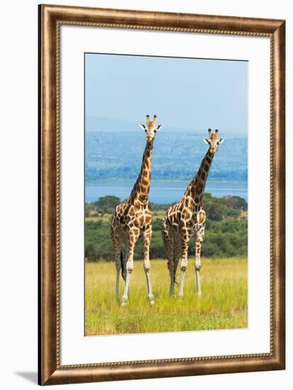 Giraffes on the savanna, Murchison Falls National park, Uganda-Keren Su-Framed Premium Photographic Print