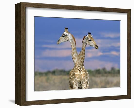 Giraffes (One or Two?), Etosha National Park, Namibia-Tony Heald-Framed Photographic Print