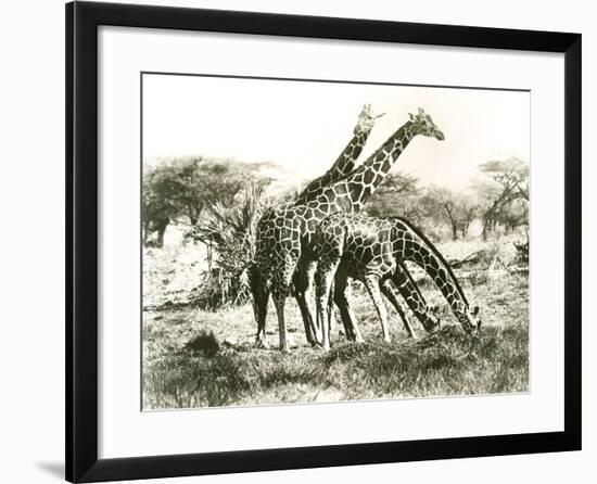 Giraffes Out Grazing-null-Framed Photo