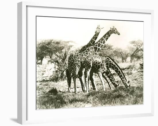 Giraffes Out Grazing-null-Framed Photo