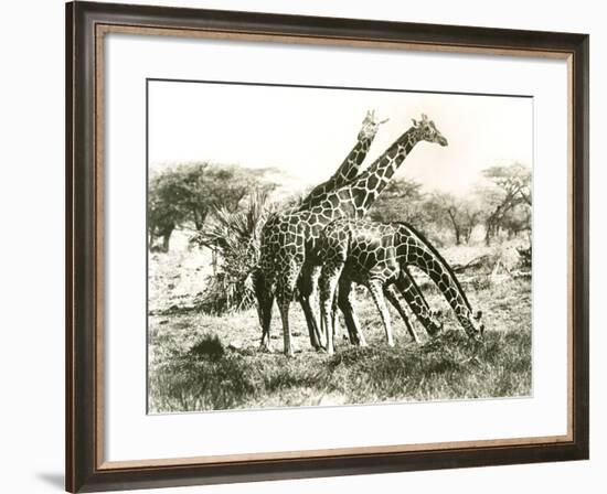 Giraffes Out Grazing-null-Framed Photo