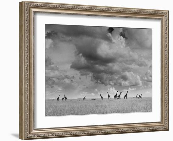 Giraffes Roaming Through the Field-Eliot Elisofon-Framed Photographic Print
