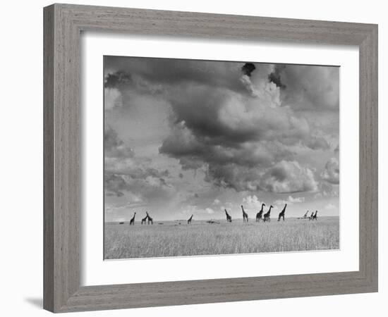Giraffes Roaming Through the Field-Eliot Elisofon-Framed Photographic Print