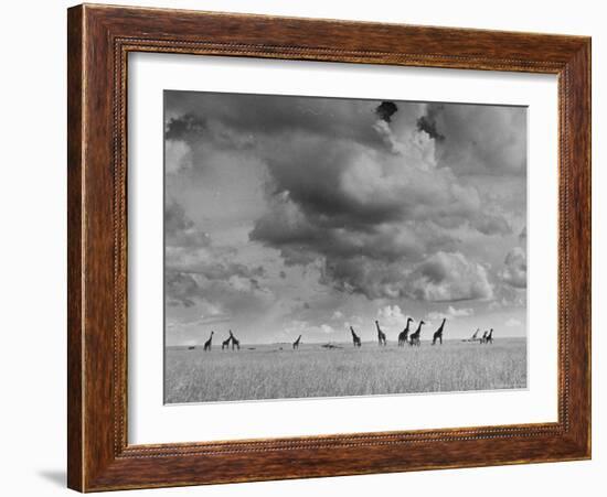 Giraffes Roaming Through the Field-Eliot Elisofon-Framed Photographic Print