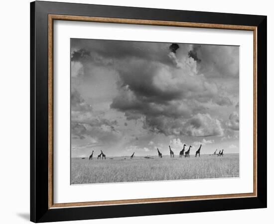 Giraffes Roaming Through the Field-Eliot Elisofon-Framed Photographic Print