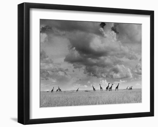 Giraffes Roaming Through the Field-Eliot Elisofon-Framed Photographic Print