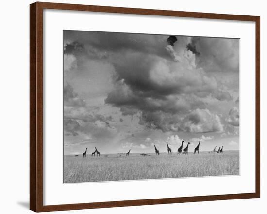 Giraffes Roaming Through the Field-Eliot Elisofon-Framed Photographic Print