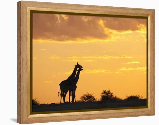 Giraffes, Silhouetted at Sunset, Etosha National Park, Namibia, Africa-Ann & Steve Toon-Framed Premier Image Canvas