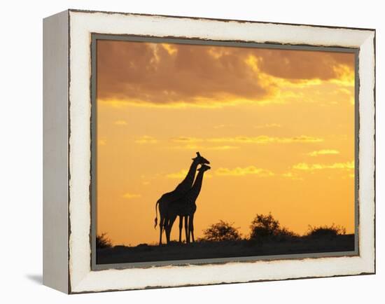 Giraffes, Silhouetted at Sunset, Etosha National Park, Namibia, Africa-Ann & Steve Toon-Framed Premier Image Canvas