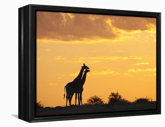 Giraffes, Silhouetted at Sunset, Etosha National Park, Namibia, Africa-Ann & Steve Toon-Framed Premier Image Canvas