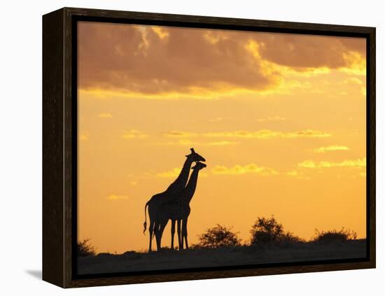 Giraffes, Silhouetted at Sunset, Etosha National Park, Namibia, Africa-Ann & Steve Toon-Framed Premier Image Canvas