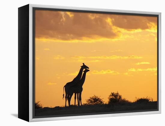 Giraffes, Silhouetted at Sunset, Etosha National Park, Namibia, Africa-Ann & Steve Toon-Framed Premier Image Canvas