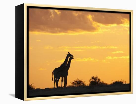 Giraffes, Silhouetted at Sunset, Etosha National Park, Namibia, Africa-Ann & Steve Toon-Framed Premier Image Canvas