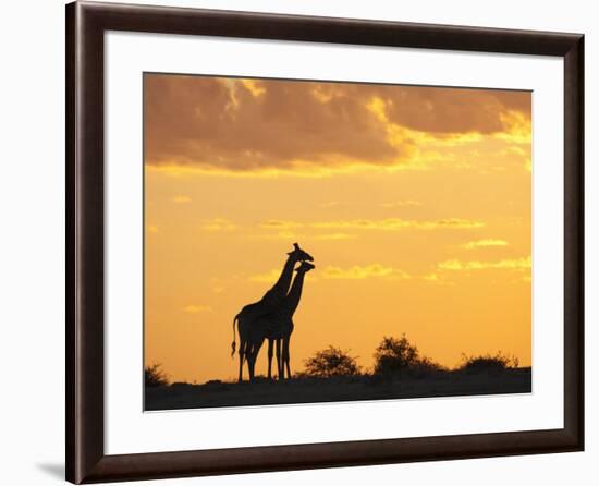 Giraffes, Silhouetted at Sunset, Etosha National Park, Namibia, Africa-Ann & Steve Toon-Framed Premium Photographic Print